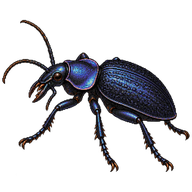 Granulated Ground Beetle