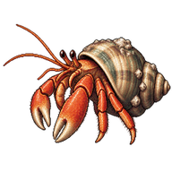 Common Hermit Crab