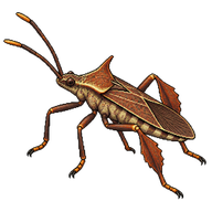 Squash Bug