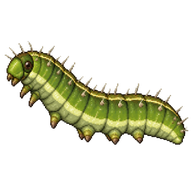 Common Five-ring Caterpillar