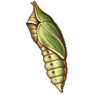 Common Five-ring Chrysalis