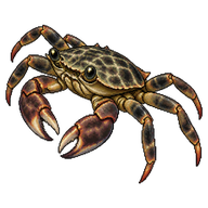 Marbled Rock Crab