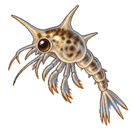 Marbled Rock Crab Zoea