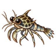 Marbled Rock Crab Megalopa