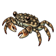 Marbled Rock Crab Juvenile