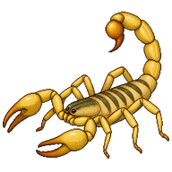 Common Yellow Scorpion