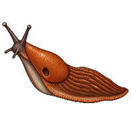 Spanish Slug