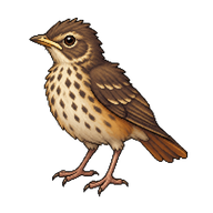 Pale-breasted Thrush Fledgling