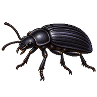 Giant Mealworm Beetle