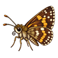 Yellow-Banded Skipper