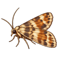 Vine Moth