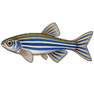 Zebra Danio