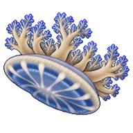 Upside-Down Jellyfish