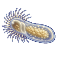 Upside-Down Jellyfish Planula Larva