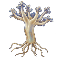 Upside-Down Jellyfish Scyphistoma Polyp