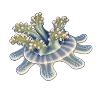 Upside-Down Jellyfish Ephyra