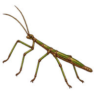 Corsican Stick-insect