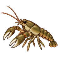 White-clawed Crayfish Juvenile