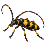 Four-banded Longhorn Beetle