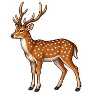 Chital