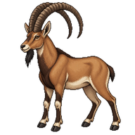 Nubian Ibex