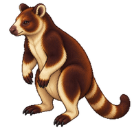 Goodfellow's Tree-kangaroo