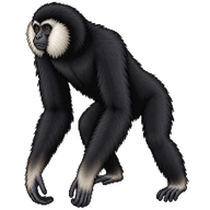 Northern White-cheeked Gibbon