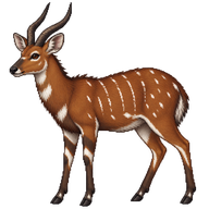 Bushbuck