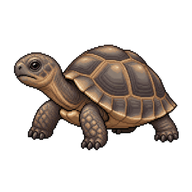 Aldabra Giant Tortoise Hatchling