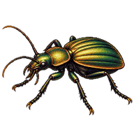 Golden Ground Beetle