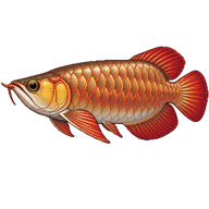 Arawana