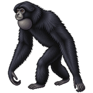 Siamang