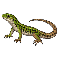 Italian Wall Lizard