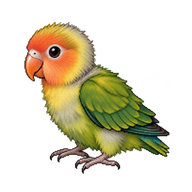Fischer's Lovebird Chick