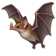 Geoffroy's Tailless Bat