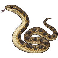 Aesculapian Snake