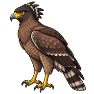 Crested Serpent Eagle