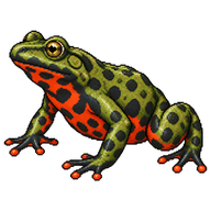Oriental Fire-bellied Toad