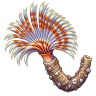 Fan worm