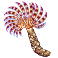 Feather Duster Worm