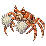 Boxer Crab