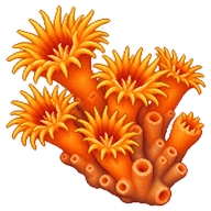 Orange Cup Coral