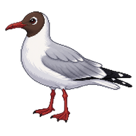 Black-headed Gull