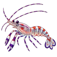 Magnificent Anemone Shrimp