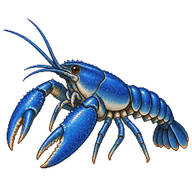 Blue Crayfish