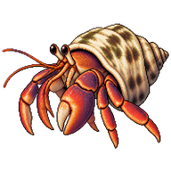Caribbean Hermit Crab