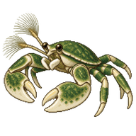 Green Porcelain Crab