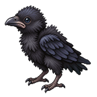 Common Raven Hatchling