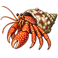 White-spotted Hermit Crab