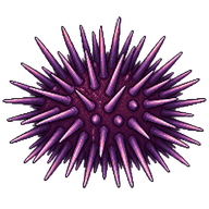 Purple Sea Urchin